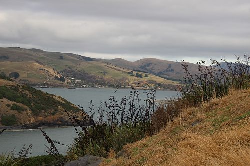 International Albatross Trip 