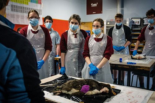Penguin Dissection in Biology