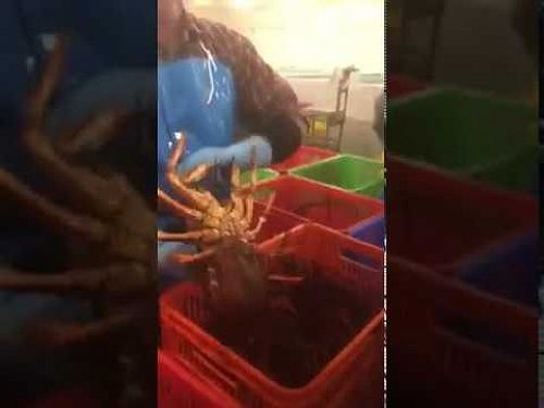 Grading lobsters in Mt Gambier with Trans-Tasman consistency, Grant Walker on hand .