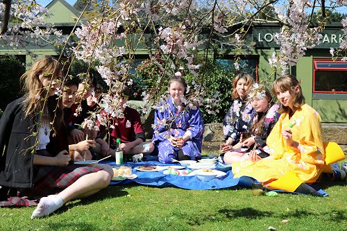 Year 10 Japanese Hanami picnic
