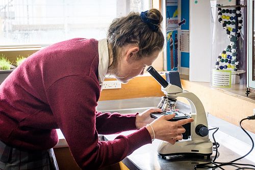 Penguin nasal mite class