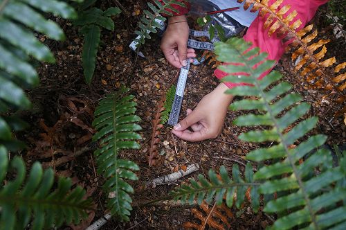 Louise Lin at Borland Camp 2017