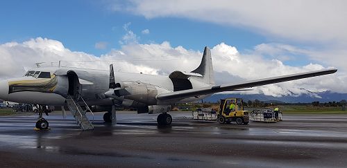 The Air Chathams albatross.