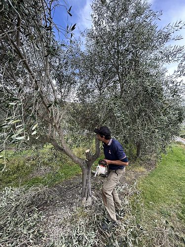 Steve giving 22 year old Frantoio a good pruning. Taking out a central scaffold branch - a big cut.