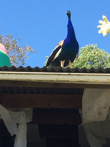 The beautiful colours of the peacock.