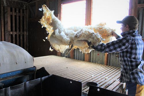 PIA class shearing with Phil and Allan Oldfield