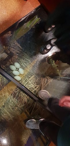 Awa's Trip to the Canterbury Museum