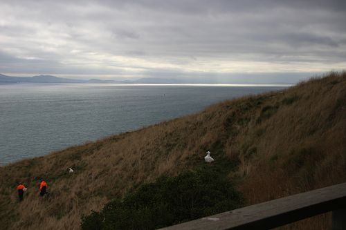 International Albatross Trip 