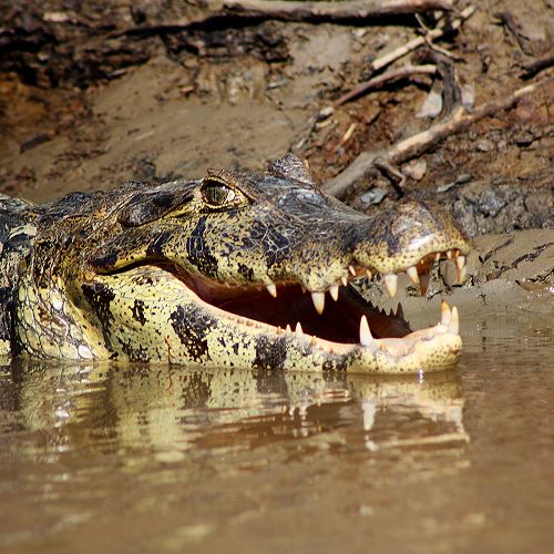 Yacare Caiman