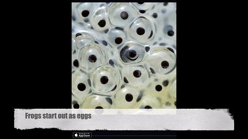 Video: Elijah was learning about the life cycle of a frog in science He created a digital story to share what he had learnt