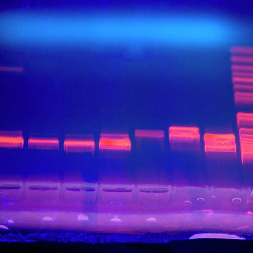 For the genetics unit, the school borrowed a gel electrophoresis kit from the University of Canterbury and students ran a gel to separate DNA fragments and analyse the results. They then  discussed how this technology can be used in society.