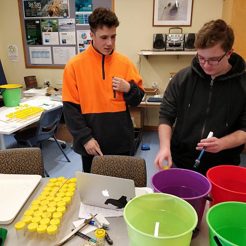 Bailey and Blain prepare their coral samples and pH solutions