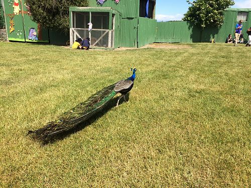 The resident peacock.
