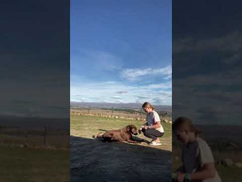 Video: Tricks with my dog by Alice Porter