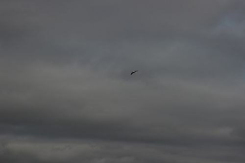 International Albatross Trip 