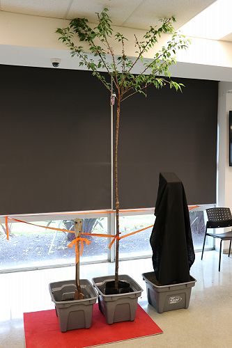 Tree Planting Ceremony in Hagley Cafe