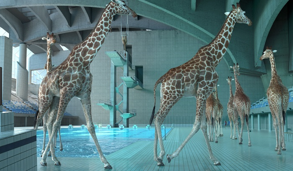 Diving Giraffes — 2017 Newsletter 13