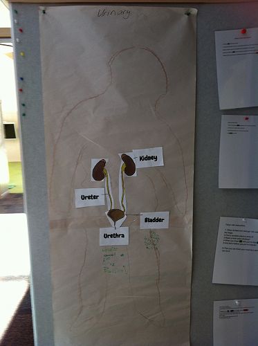 Koru - Urinary System1