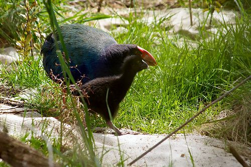 Brand new Takahe chick