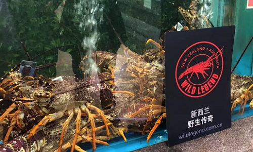 Tagged Wild Legend lobsters on display at a combined supermarket & restaurant. 