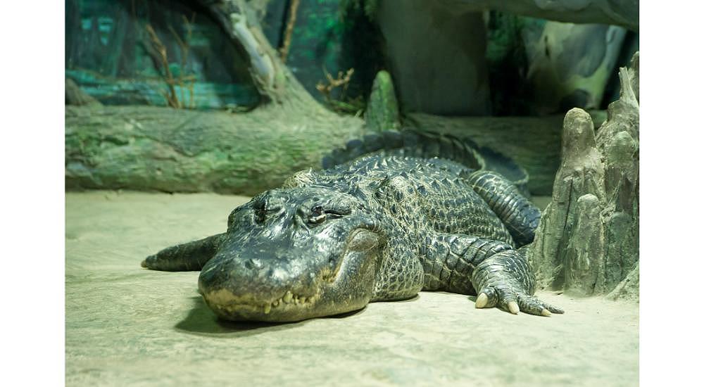 Writer's residency to tell the story of Berlin's alligator