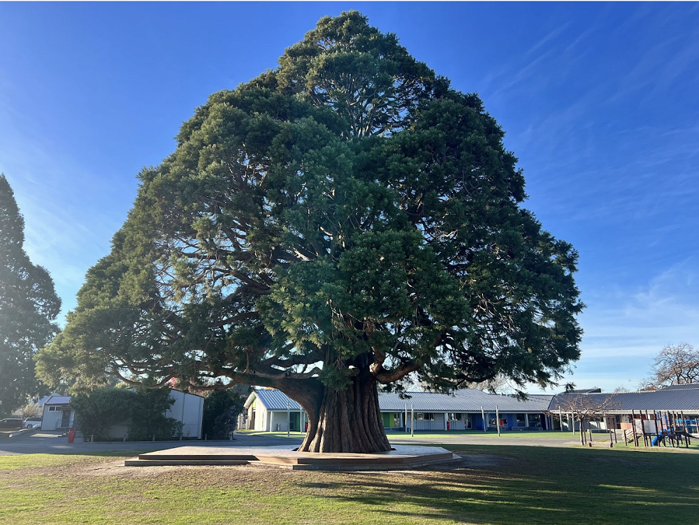Tree of the Year ... we won!