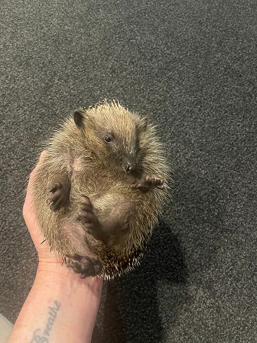 Fig loves tummy rubs