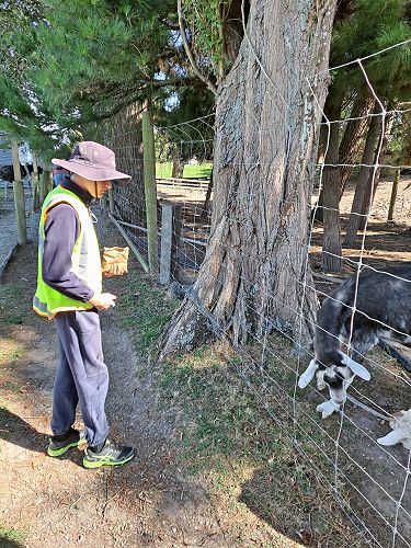 Tasman feeding goat
