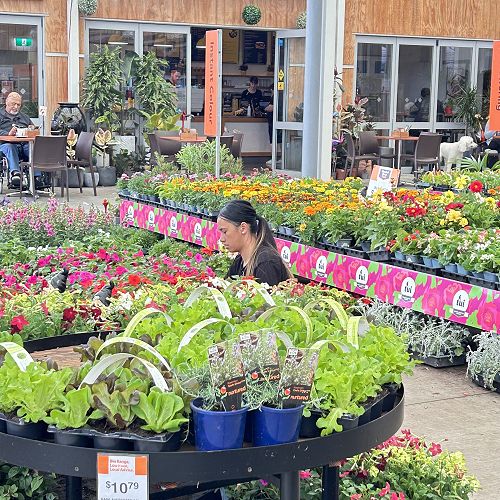 Justyce at Mitre 10 garden Centre for work experience