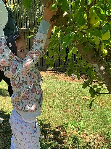 Evie apple picking at Sumner