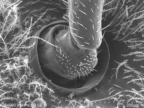 The antenna on a wasp's head