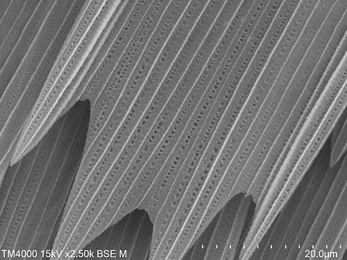 The scales on a moths wing