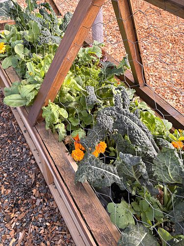 Our Green Group is ready to harvest