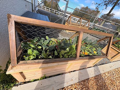 Our vegetables are almost ready for harvest!