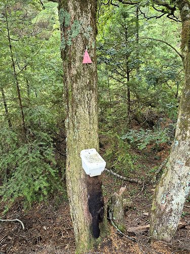 10B - Mt Aspiring, November 2025