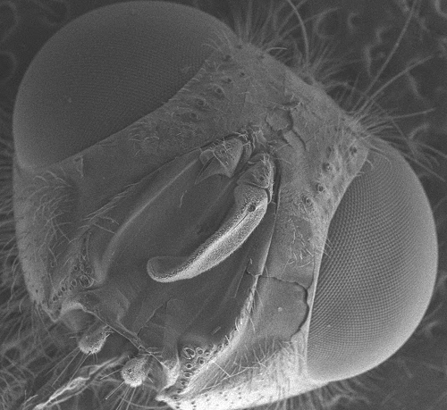 A fly's head
