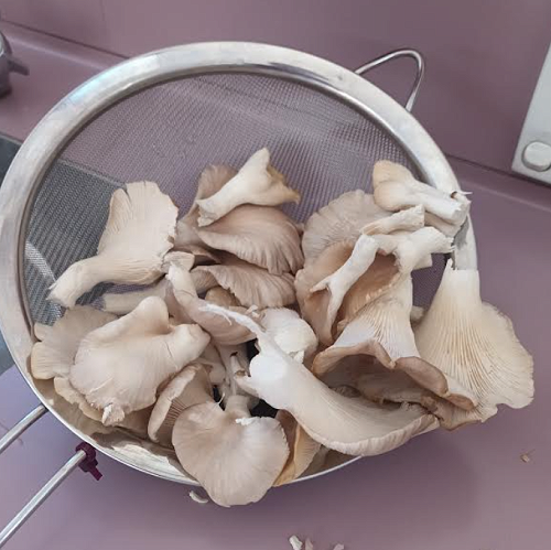 Friend: Part of our Oyster Mushroom harvest