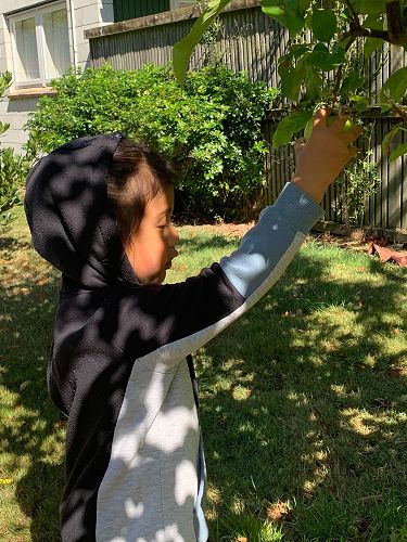 Raiden apple picking Sumner