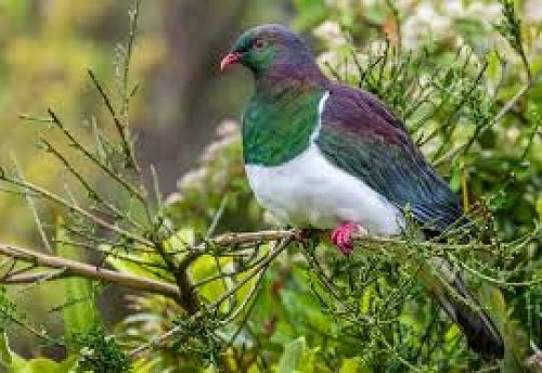 Kereru