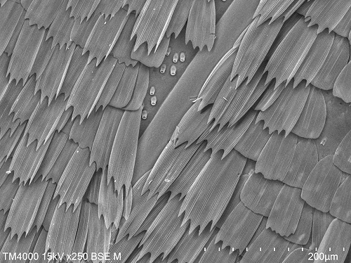 The scales on a moths wing