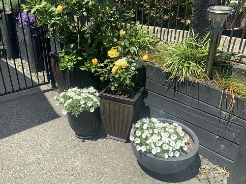 My new rose planted in a sheltered sunny spot, enjoying it's new home over in the BOP.