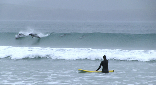Surfing at Curio Bay
