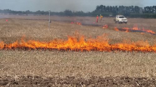 Scion Research - Team Kahikatea
