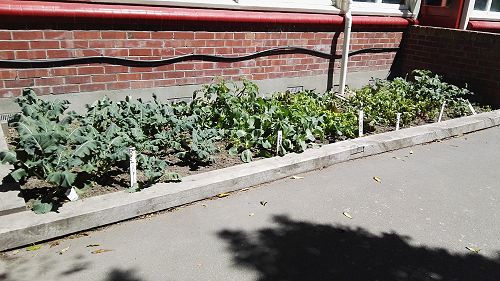 What's Growing in Term 4 2018