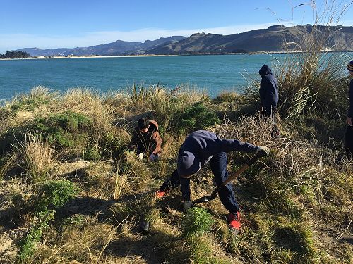Planting for Penguins