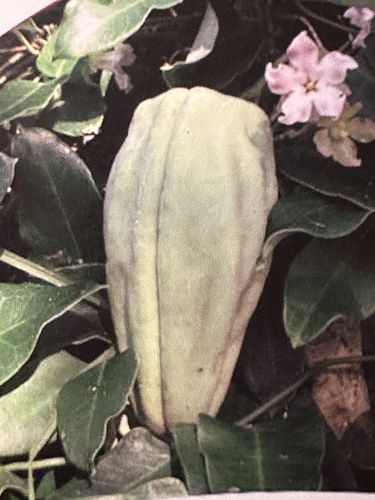 ID Moth pod and flower