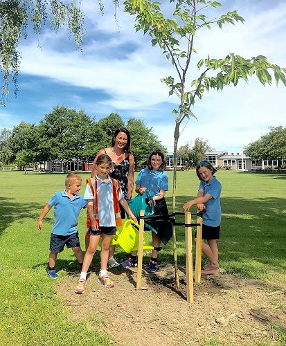 3 donated flowering cherry trees from Allwood Trees