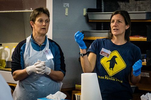 Penguin Dissection in Biology