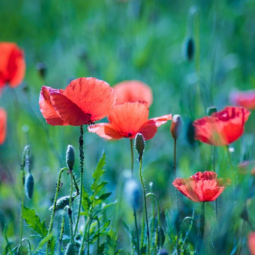 Poppies