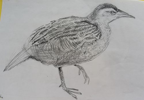 Weka sketch - By Hayden Little